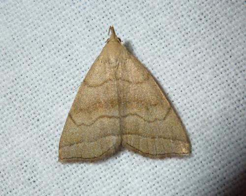 Herminia tarsicrinalis